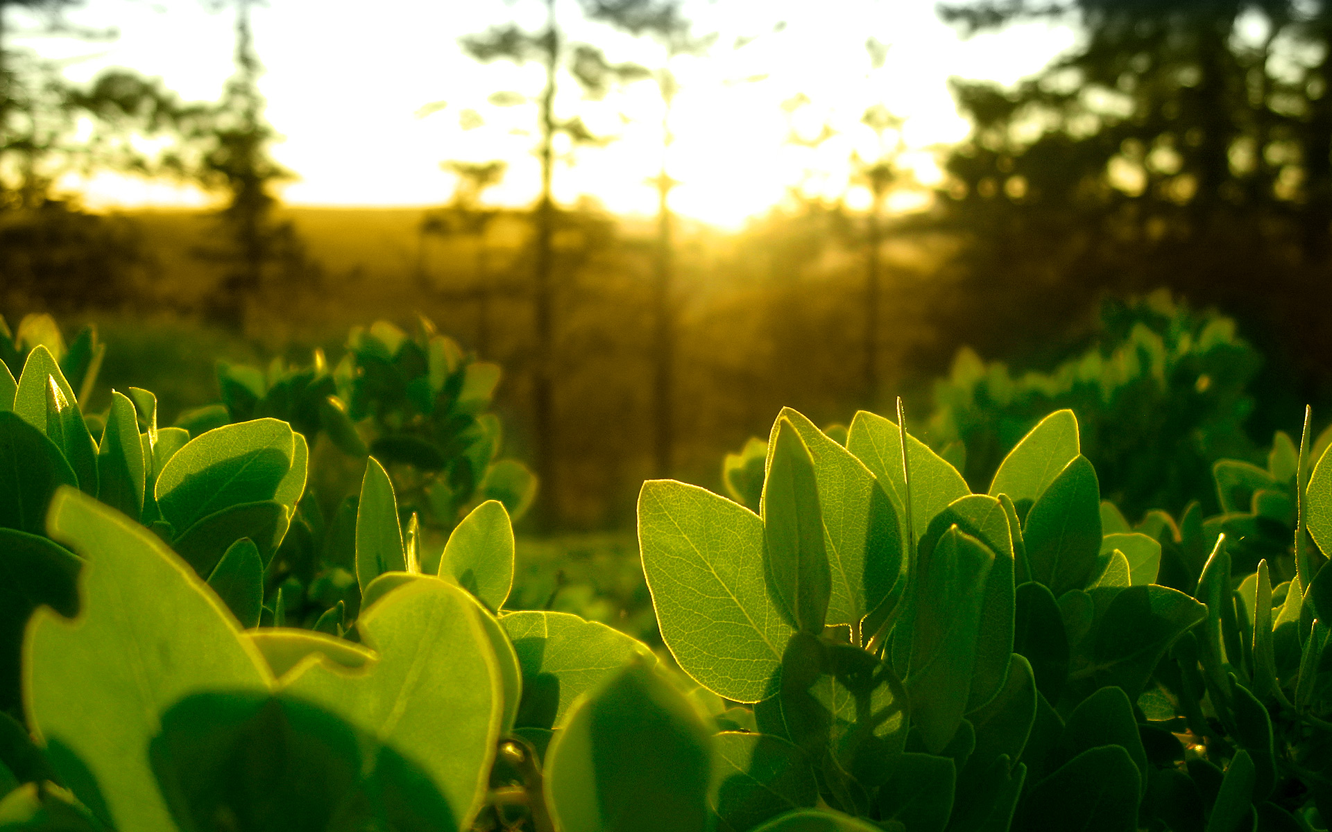 The Incredible Process: How Plants Harness Sunlight into Vital Energy