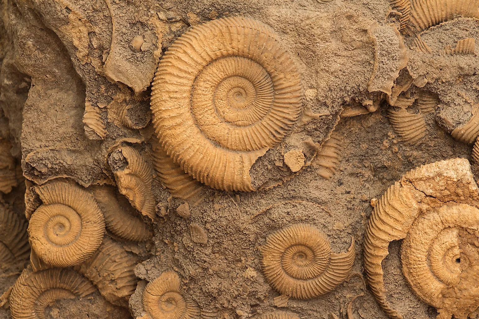 2 Powerful Methods Scientists Use to Determine the Age of Fossils